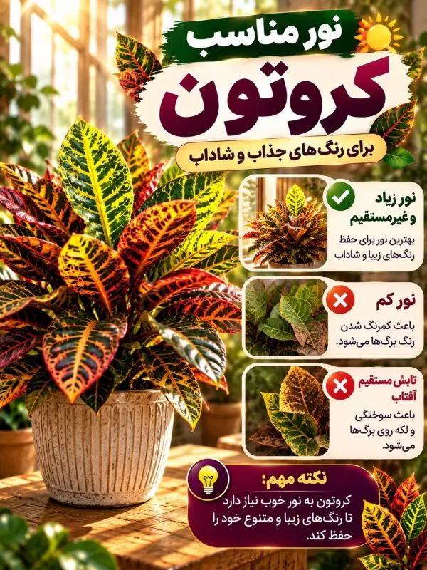 نگهداری گیاه کروتون در محیط خانه
