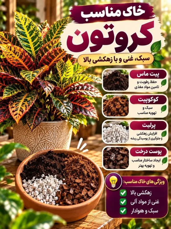 کروتون در فضای داخلی خانه با نور مناسب