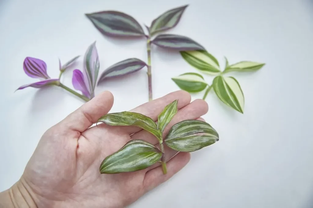 قلمه زدن برگ بیدی