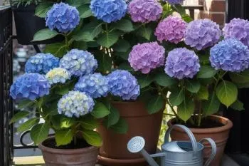 کاشت و مراقبت از گل؛ گل ادریسی با گل‌های درشت و رنگارنگ