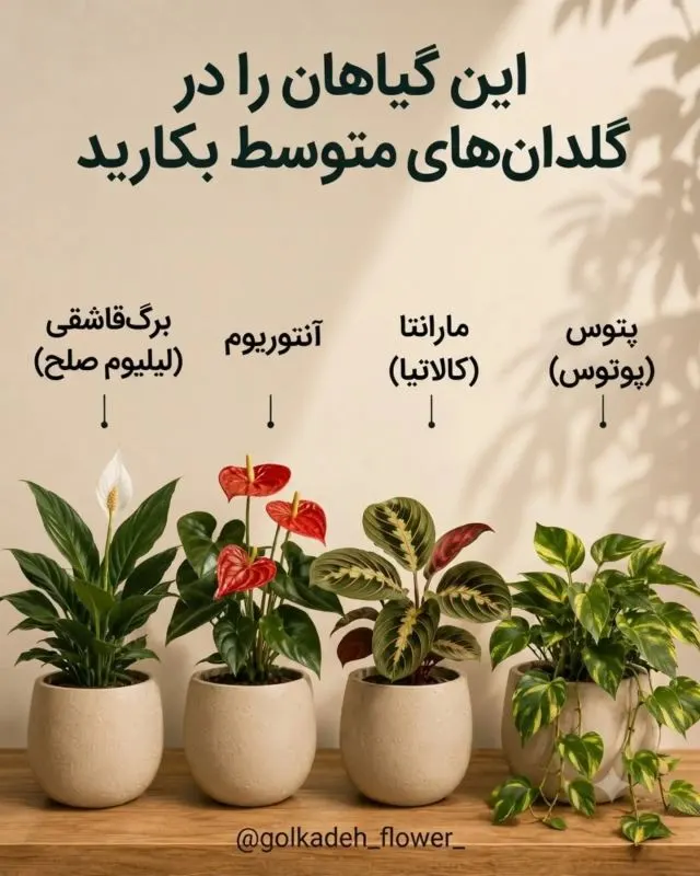 گیاهان بزرگ مانند مونسترا و فیکوس در گلدان بزرگ