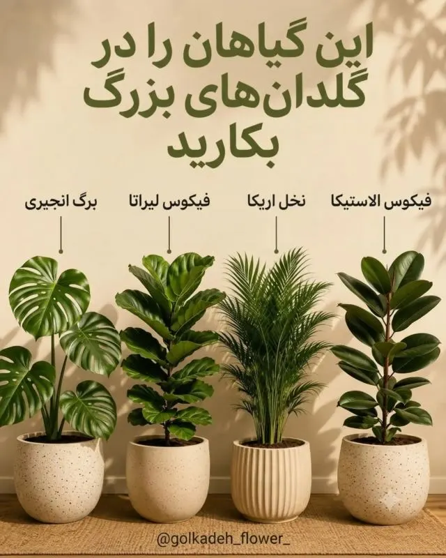 گیاهان مینیاتوری مانند کاکتوس و سانسوریا در گلدان کوچک