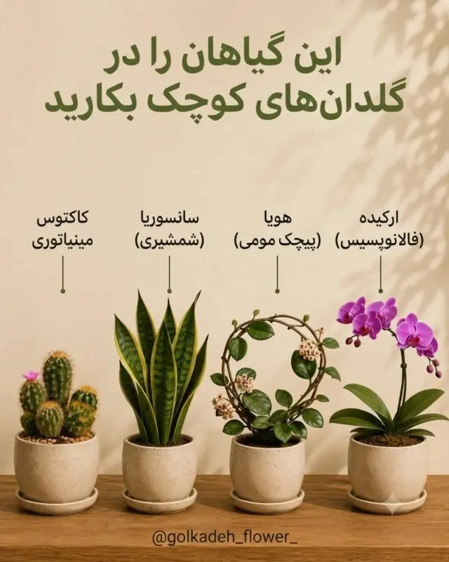 گیاهان متوسط مانند پتوس و آنتوریوم در گلدان مناسب