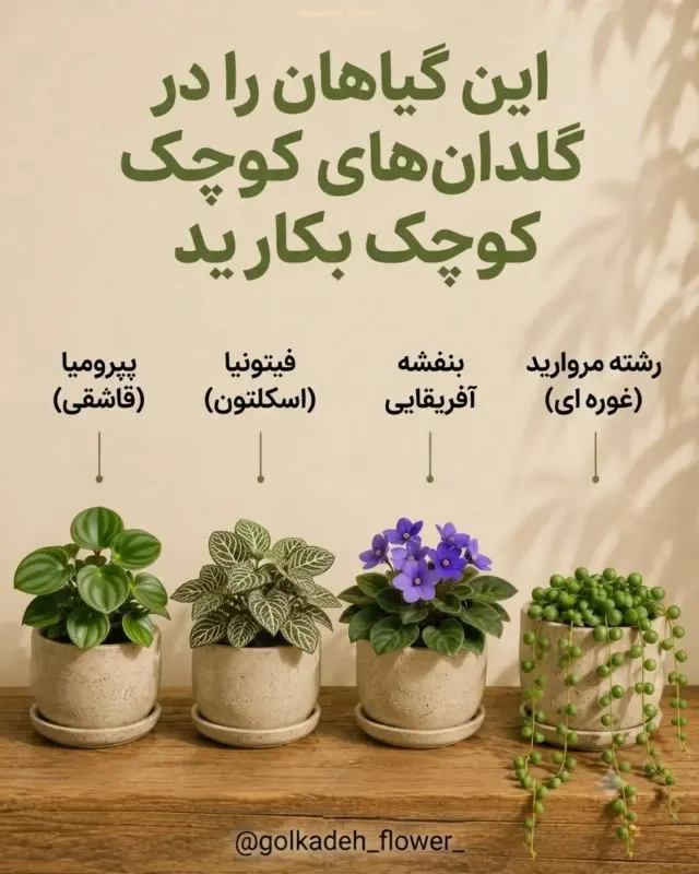 گیاهان کوچک و بانمک مناسب گلدان‌های کوچک
