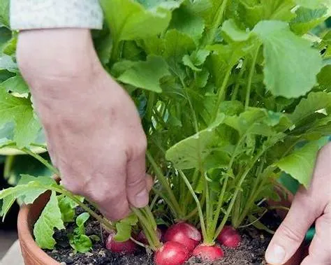 گلدان عمیق برای کاشت هویج