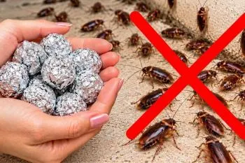 موثر برای از بین بردن؛ تله خانگی برای جذب سوسکها با پوست موز و عسل