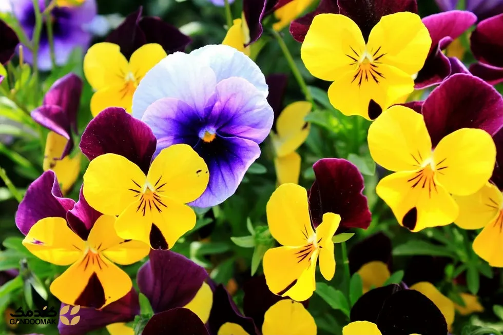 ارگولای تازه در حال رشد