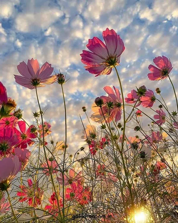 تصویر مرتبط با زیبایی‌های عکس گل طبیعی؛ ۴۰ مدل خاص و چشم‌نواز