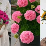 تصویر شاخص عکس گل طبیعی با رنگهای متنوع و زیبایی خاص