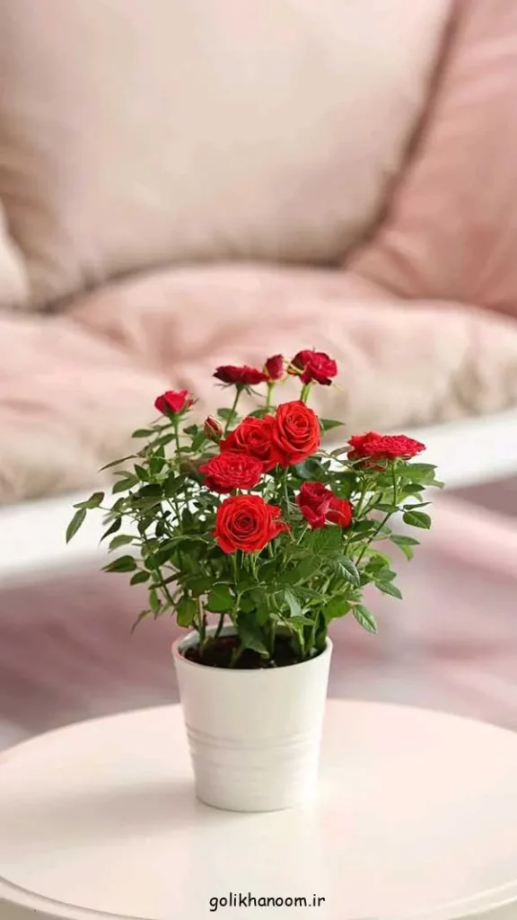 تصویر مرتبط با زیبایی‌های عکس گل طبیعی؛ ۴۰ مدل خاص و چشم‌نواز