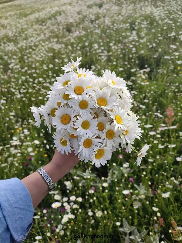 تصویر مرتبط با زیبایی‌های عکس گل طبیعی؛ ۴۰ مدل خاص و چشم‌نواز