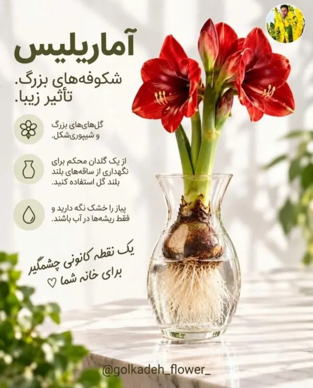 گل‌های کوچک آبی رنگ سنبل انگوری در آب