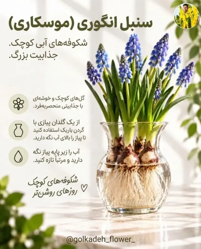 گل نرگس زرد که فضای خانه را شاداب می‌کند
