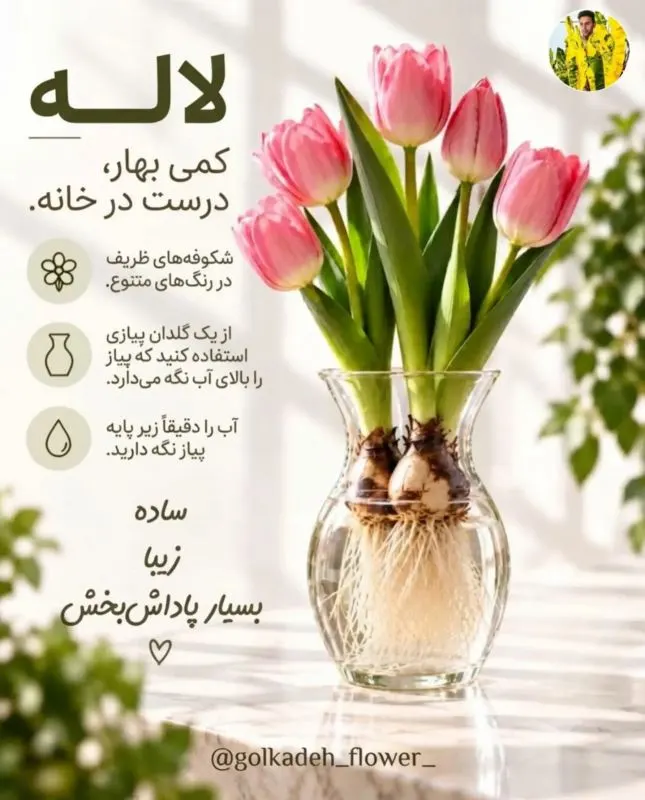 گل نرگس کاغذی معطر در آب