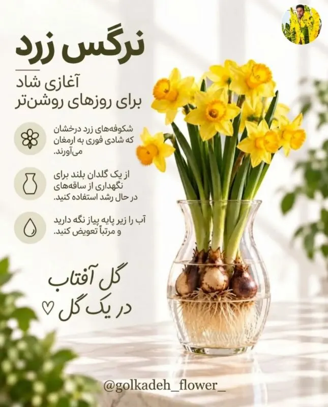 گل لاله با رنگ‌های متنوع که در آب رشد می‌کند