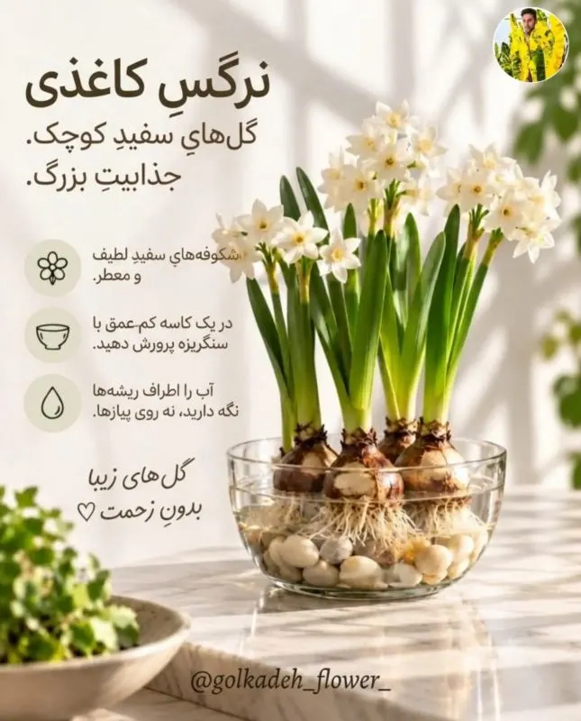 گل زعفران زینتی با پیازچه‌های کوچک در آب