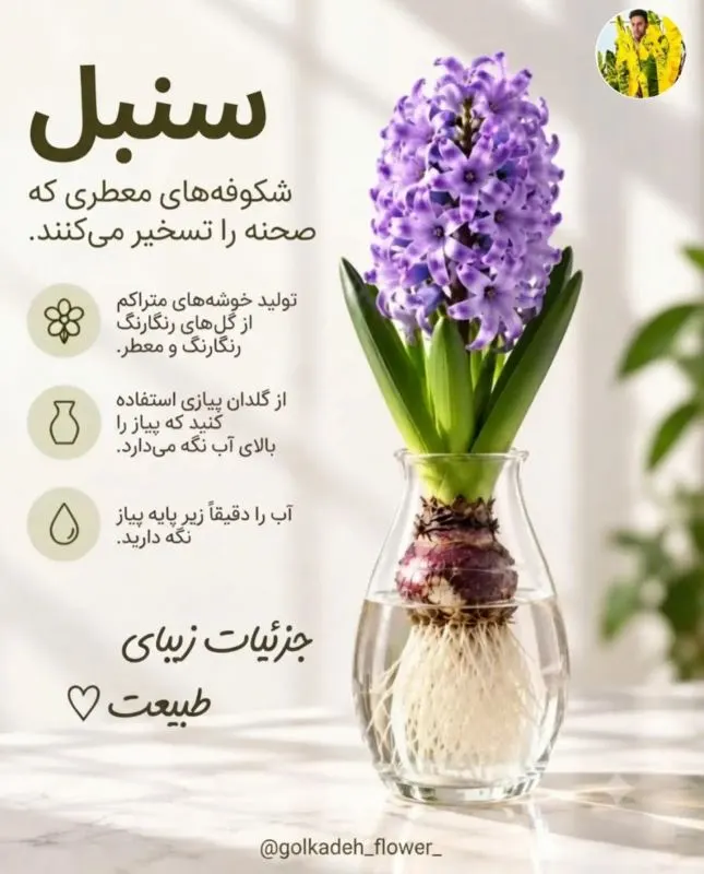 گل آماریلیس بزرگ و جذاب پرورش یافته در آب