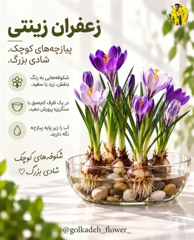 گل سنبل با عطر خوشایند که در آب پرورش یافته است