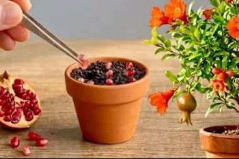 راهنمای کامل کاشت و پرورش انار مینیاتوری از بذر