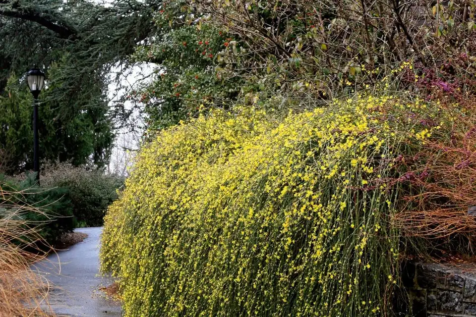 تصویر مرتبط با معرفی ۴۷ گل مقاوم به سرما برای زیباسازی باغچه و گلدان در فصل سرد
