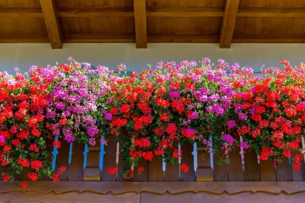 قلمه شمعدانی قرار گرفته در خاک سبک برای ریشهزایی
