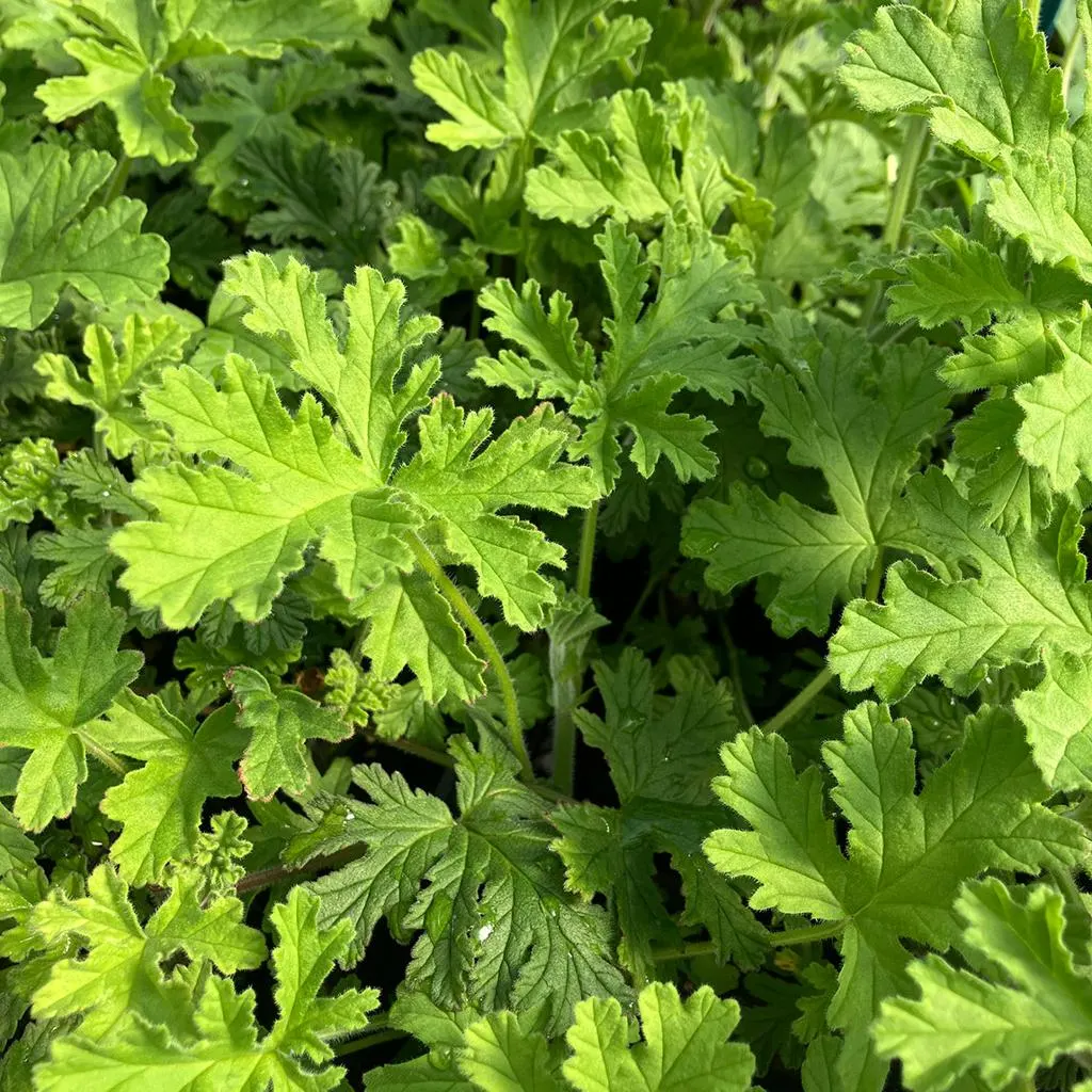تصویر مرتبط با راهنمای جامع نگهداری و تکثیر انواع شمعدانی در خانه