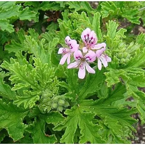تصویر مرتبط با راهنمای جامع نگهداری و تکثیر انواع شمعدانی در خانه