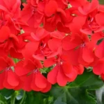 نگهداری و تکثیر انواع شمعدانی؛ تصویر شمعدانی‌های رنگارنگ در گلدان‌