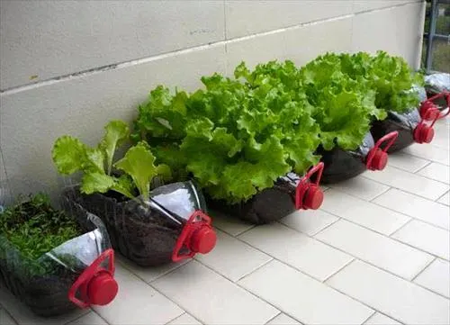 تصویر مرتبط با راهنمای انتخاب گلدان مناسب برای کاشت سبزیجات پاییزی در فضای کوچک خانگی