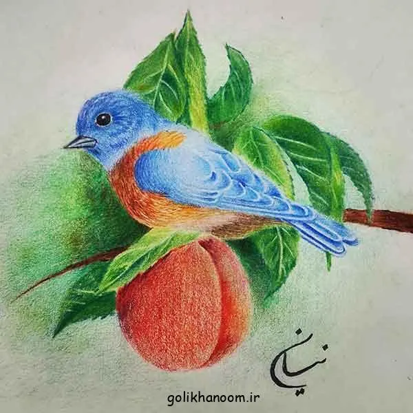 تصویر مرتبط با آموزش نقاشی کبوتر با مداد رنگی برای مبتدیان