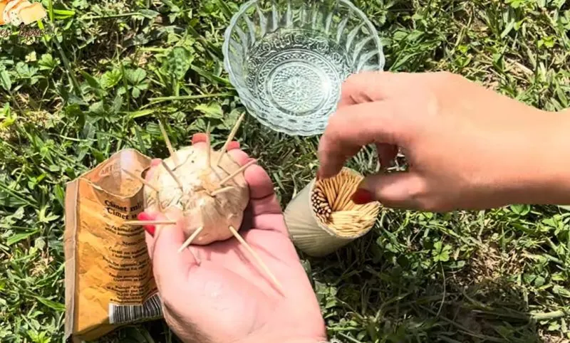 تصویر ترفند سریع دفع حشرات با سیر و خلال دندان