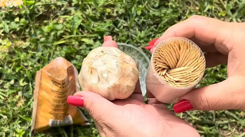 تصویر ترفند سریع دفع حشرات با سیر و خلال دندان
