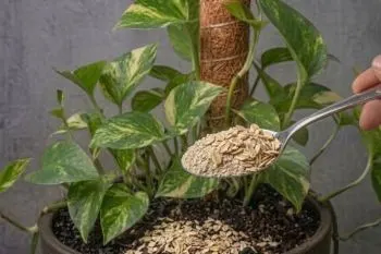 تقویت خاک گیاهان؛ محلول جو دوسر و شکر برای تقویت خاک گیاه