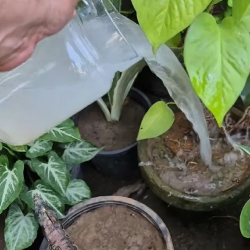 تصویر مرتبط با روش ساده و مؤثر تقویت خاک گیاهان با جو دوسر و شکر