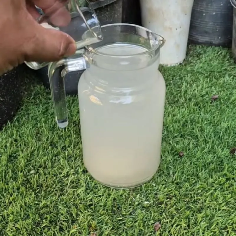 ریختن محلول جو دوسر و شکر در اطراف ریشه گیاه