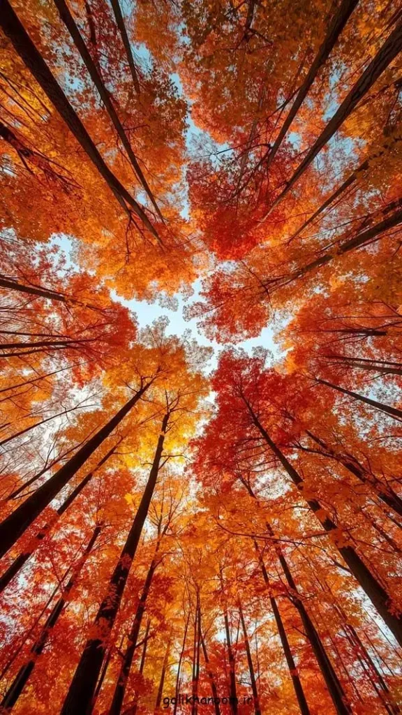 تصویر مرتبط با ۴۰ ایده جذاب عکس پاییزی برای پروفایل با حال و هوای خاص فصل