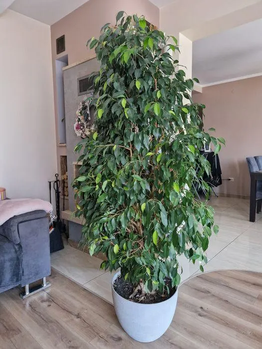 تصویر مرتبط با ۲۰ گیاه موثر برای بهبود کیفیت هوای خانه و کاهش آلایندهها