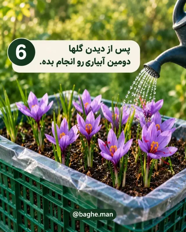 راهنمای کاشت زعفران در خانه و بالکن؛ ساده و کاربردی