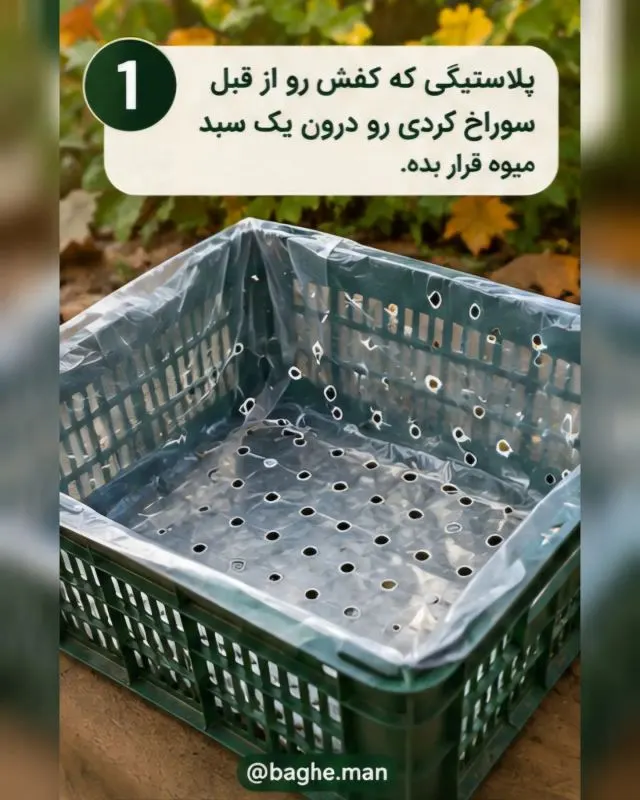 راهنمای کاشت زعفران در خانه و بالکن؛ ساده و کاربردی
