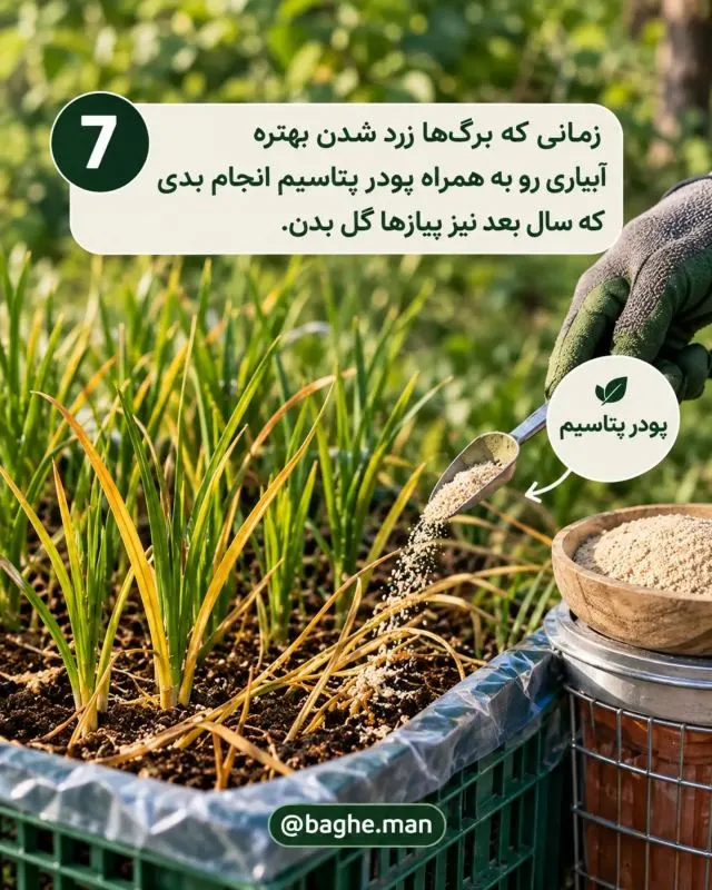 راهنمای کاشت زعفران در خانه و بالکن؛ ساده و کاربردی