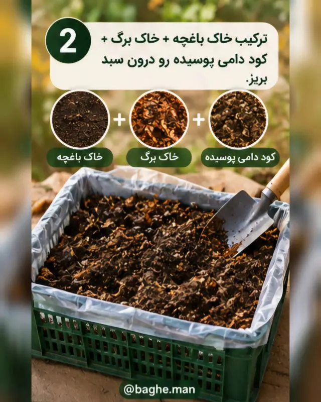 راهنمای کاشت زعفران در خانه و بالکن؛ ساده و کاربردی
