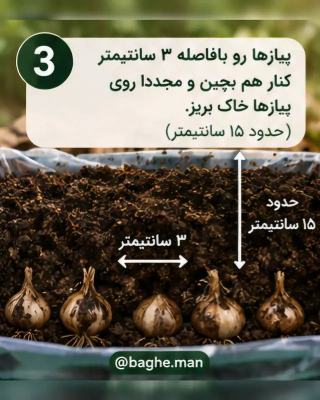 راهنمای کاشت زعفران در خانه و بالکن؛ ساده و کاربردی