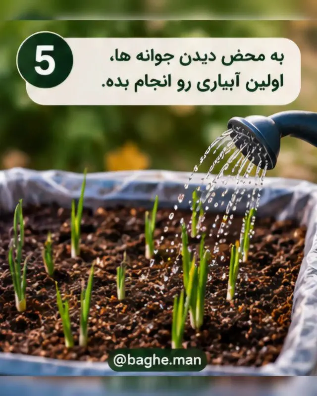 راهنمای کاشت زعفران در خانه و بالکن؛ ساده و کاربردی