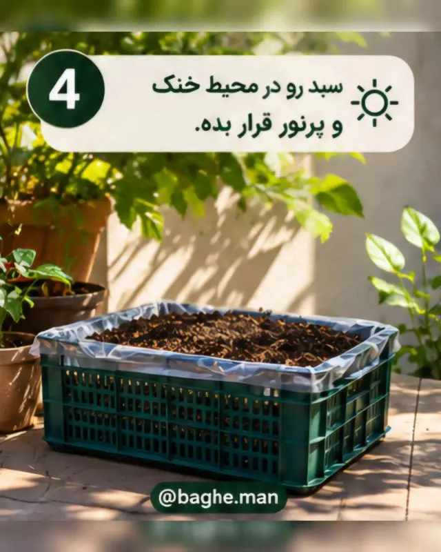راهنمای کاشت زعفران در خانه و بالکن؛ ساده و کاربردی