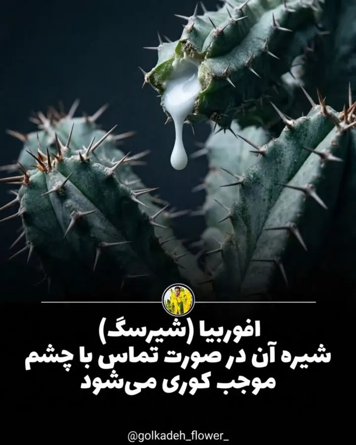 تصویر مرتبط با معرفی گیاهان آپارتمانی سمی و خطرناک و نکات ایمنی ضروری