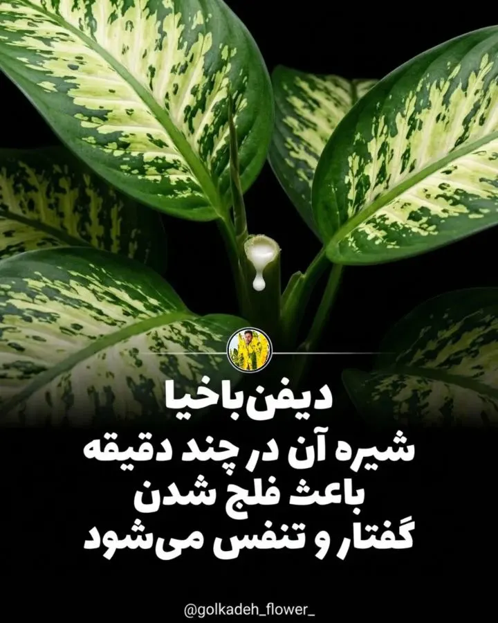 تصویر مرتبط با معرفی گیاهان آپارتمانی سمی و خطرناک و نکات ایمنی ضروری