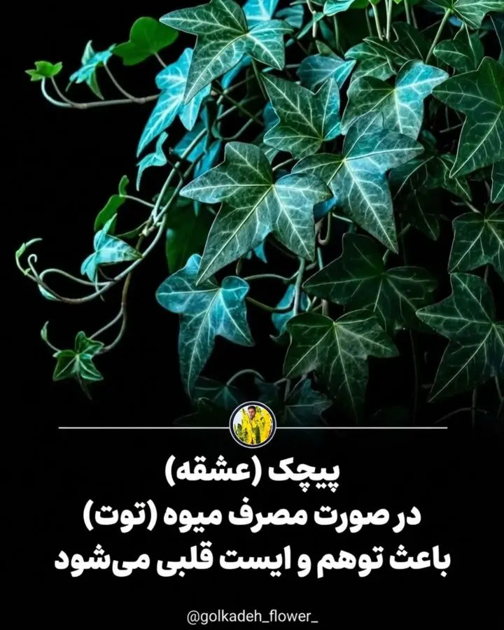 تصویر گیاه کلاهک شیطان، گیاهی بسیار سمی