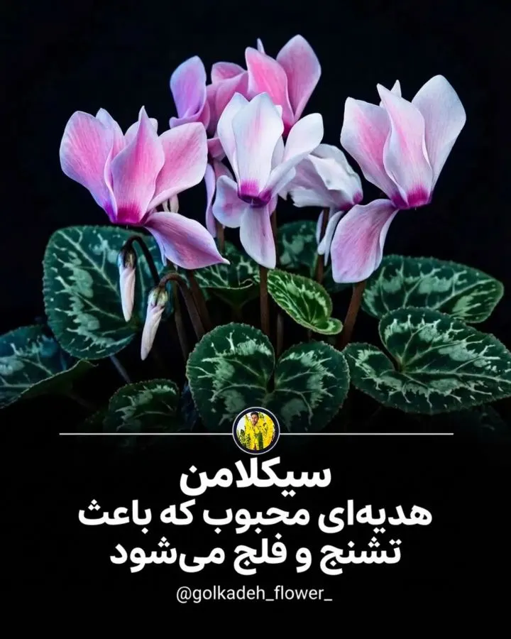 تصویر گیاه سیکلامن، یکی از گیاهان آپارتمانی سمی
