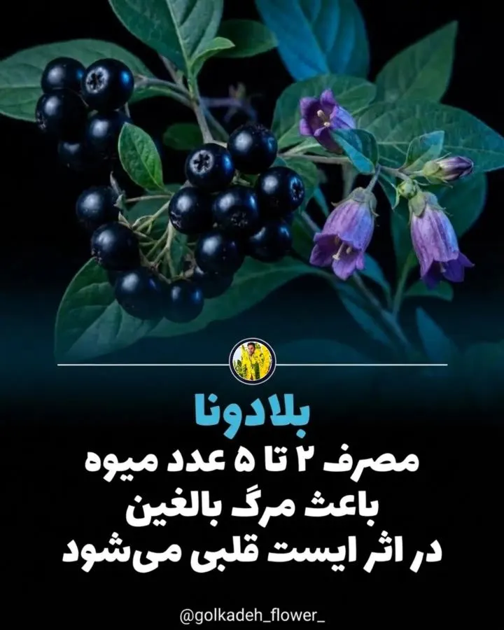 تصویر گیاه دیفن باخیا که از گیاهان آپارتمانی سمی است