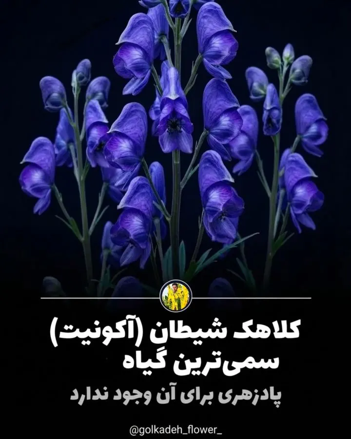 تصویر مرتبط با معرفی گیاهان آپارتمانی سمی و خطرناک و نکات ایمنی ضروری